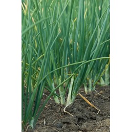 Hat giong Hanh Huong chiu nhiet Green Bunching Onion Seeds - 750++ Seeds Non-GMO Non-GMO, Perennial, Organic, Open-pollinated, Heirloom, Cold Tolerant, bunching Onion.
