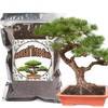 Doter Bonsai Soil Mix 2qt Ready to Use, Organic Bonsai