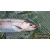 ALPHA and OMEGA - Woolly Bugger Fly KIT (20 Flies)