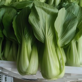 ATLAS Brassica -Atlas Crisp