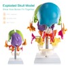 MediTrainer 22-Pcs Life Size Color-Coded Exploded Human Skull Model