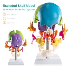 MediTrainer 22-Pcs Life Size Color-Coded Exploded Human Skull Model