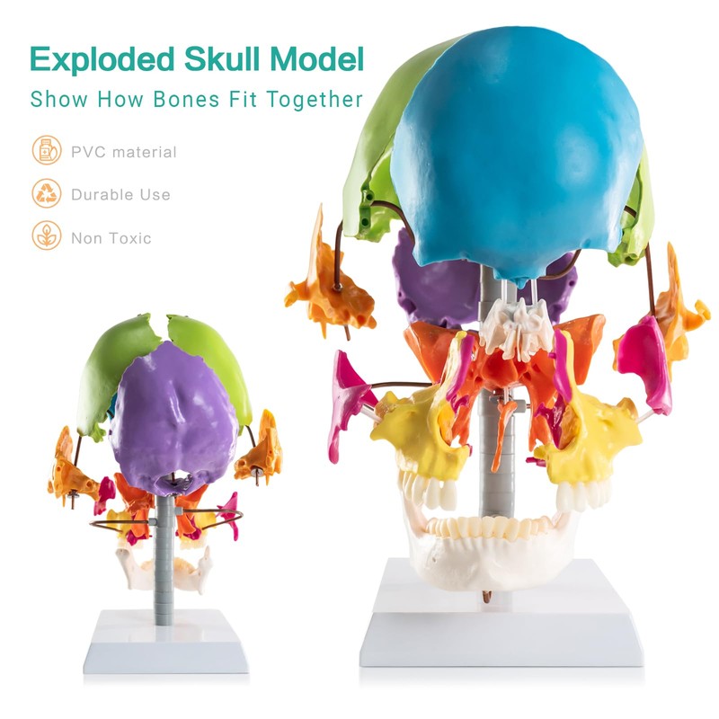 MediTrainer 22-Pcs Life Size Color-Coded Exploded Human Skull Model