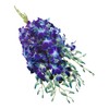 eflowerwholesale - Premium Cut Blue Orchids (10 stems Orchid with