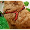 Braided Chalk Collar Harness Lead (DauStage) Small Dogs, Medium Dogs,