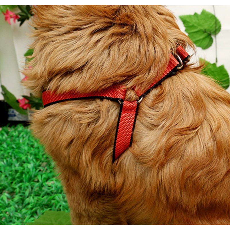 Braided Chalk Collar Harness Lead (DauStage) Small Dogs, Medium Dogs,