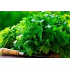 Leisure Splits Cilantro Seeds | Organic | NON-GMO | Heirloom