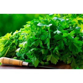 Leisure Splits Cilantro Seeds | Organic | NON-GMO | Heirloom | Best Seller