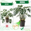Neiang Monstera Support Stake 1 Piece Potted Plant Support Monstera