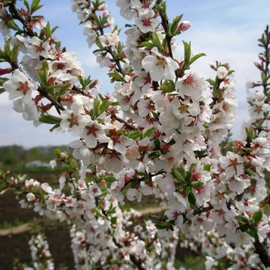 Prunus Tomentosa Seeds Nanking Cherry, Manchu Cherry Deciduous Shrub Ornamental Fragrant Flowers Edible Fruit Used in Jams, Jellies Garden Outdoor 10Pcs Shrub Seeds by YEGAOL Garden