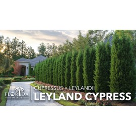 Leyland Cypress | 3 Live Trees | Cupressocyparis leylandii | Fast Growing Privacy Fence | Evergreen Landscape Plants