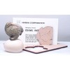 Ceramic Animal Figurine Classic Collection [Eggs on Kiwi 333]