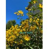 Springplant Jerusalem Artichoke Large Size (10) Tubers FOR PLANTING. white