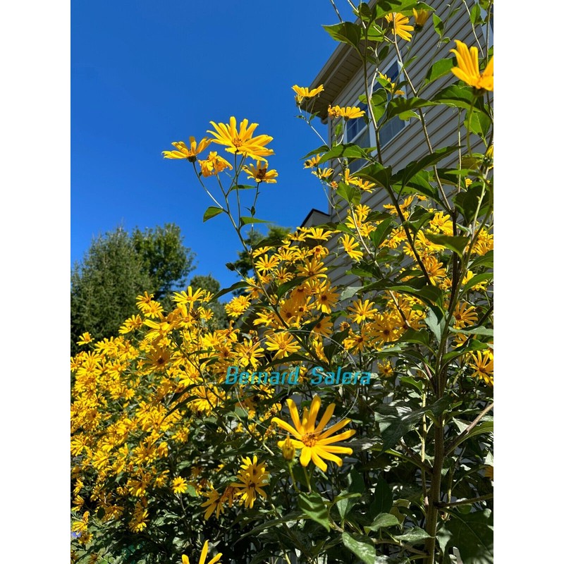Springplant Jerusalem Artichoke Large Size (10) Tubers FOR PLANTING. white