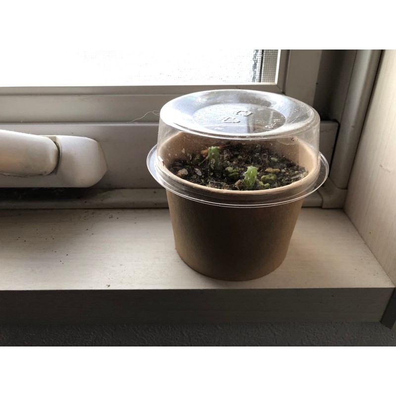 cactus cultivation kit