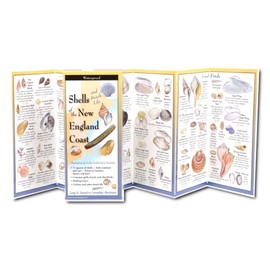 The Ultimate Guide to Shells of The New England Coast