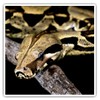 2 x Square 7.5cm Vinyl Stickers - Boa Constrictor Snake