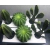 IKEA 2 Sets Ikea Fejka Miniature Artificial Cactus Plants x