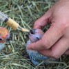 Pet Dosage Syringe, Needlesless, For Cats, Dogs, Pets, Medication Spoons,