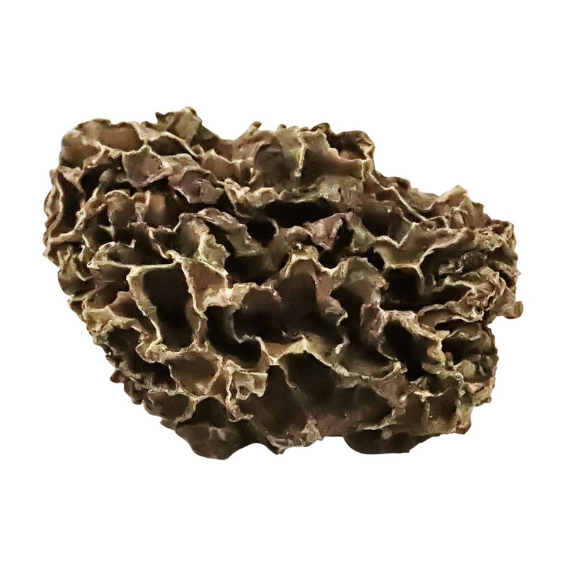 Amyco- Dried Morel Mushrooms, Dehydrated Canadian Wild Harvested 150 Grams
