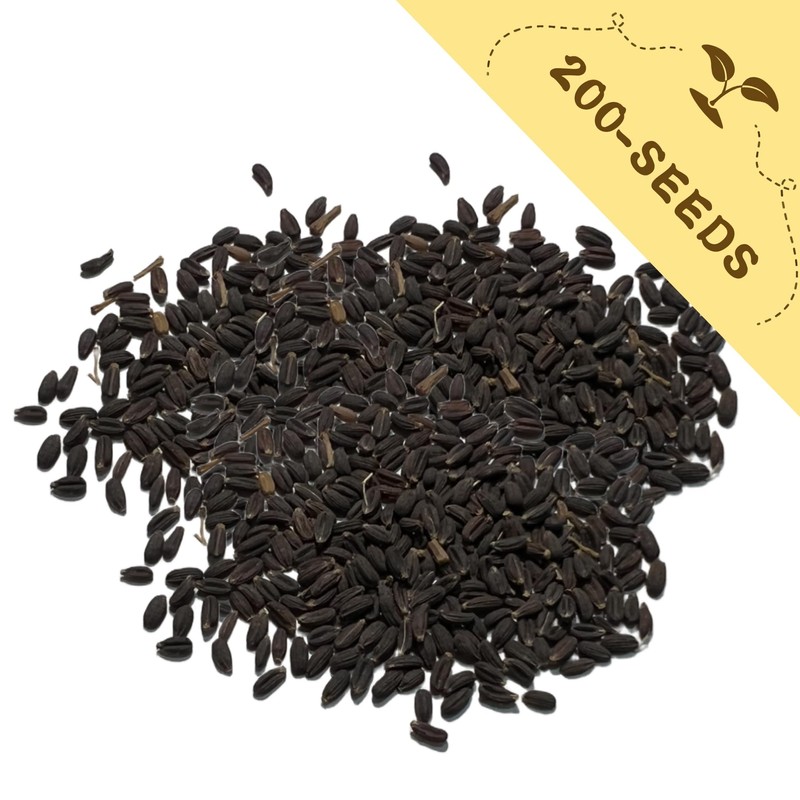 Bupleurum Seeds Pack - Beautiful Garden Flowers Seeds