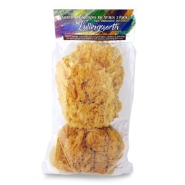 Natural Sea Sponges for Artists - Unbleached 5"-5.5" 2pc Value Pack: Great for Painting Decorating Texturing Sponging Marbling Effects Faux Finishes Crafts & More