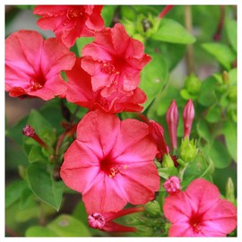 Everwilde Farms - 1 Lb Red Four O' Clock Wildflower Seeds - Gold Vault