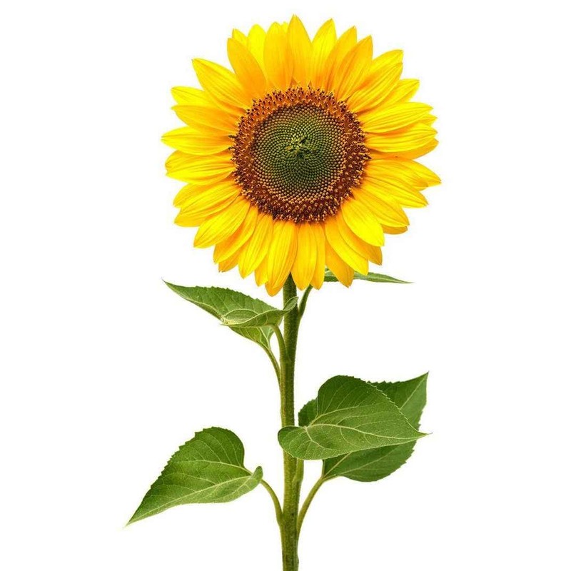 Todd's Seeds Black Oil Non-GMO Sprouting Sunflower Seeds Chemical Free