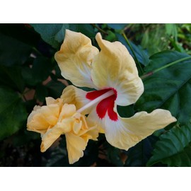 Lions Tail Yellow Pom Pom Tropical Hibiscus Live Plant Rare Color Unusual Flower Form Starter Size 4 Inch Pot Emerald tm