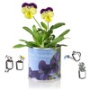 MacFlowers Small Growing Set with Mint, Gift with a Variety
