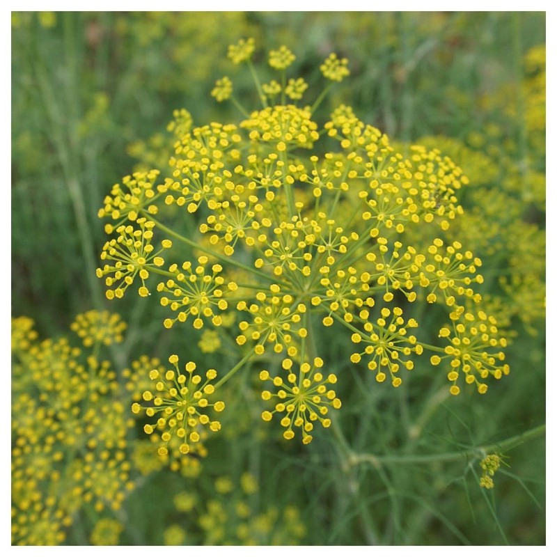 Everwilde Farms - 1 Oz Florence Fennel Herb Seeds -
