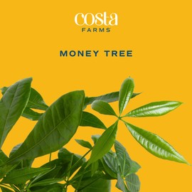 Costa Farms Money Tree Live Plant | 12-16 Inches Tall Bonsai | Easy to Grow Indoor Houseplant in Plant Pot | Includes Cute Decoration | Home, Office, or Room Decor | Birthday, Housewarming