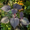 Eden Brothers Perilla (Shiso) Seeds