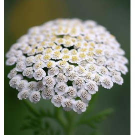 ACHILLEA millefolium occidentali (Western Yarrow) Flower Seeds, Drought-Tolerant, Easy to Grow, Seeds by MySeeds.Co, You Choose The Amount (1 oz)