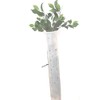 24" Miracle Tree Tube (50)