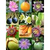 50 Passion Fruit Seeds, Passion Flower Exotic Edible Tropical Fragrant
