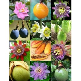50 Passion Fruit Seeds, Passion Flower Exotic Edible Tropical Fragrant Flower.