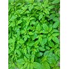Natural Potash 0-0-60 5 Pounds Non Coated by Garden Naturals