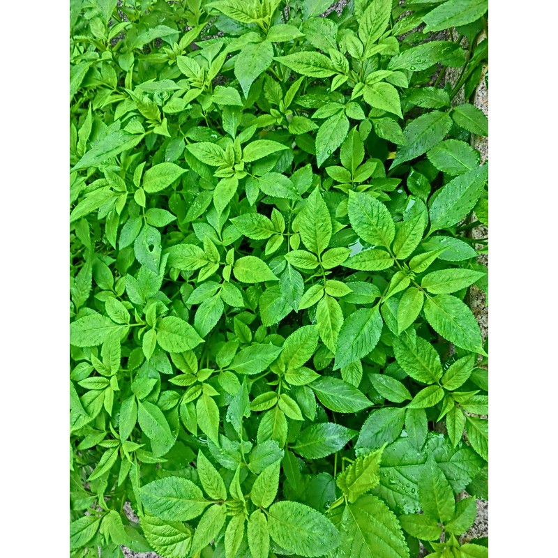 Natural Potash 0-0-60 5 Pounds Non Coated by Garden Naturals