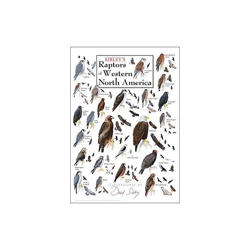 Poster - Sibley's Raptors of Western North America