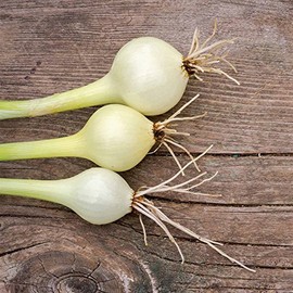 Crystal White Wax Pickling Onion Garden Seeds - 1 Lb - Non-GMO, Heirloom Vegetable Gardening Seed