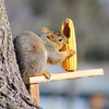 PATIKIL Hanging Squirrel Feeder 37inch, Outside Corn Cob Holder for