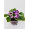 Novelty African Violet 4" with Ceramic Pot Best Blooming Plant