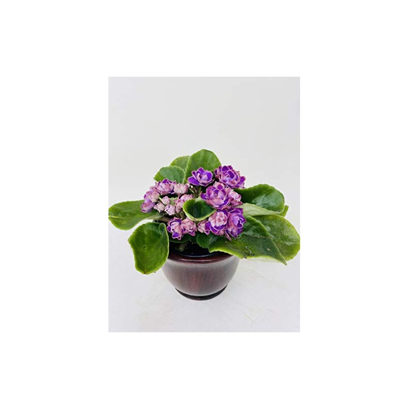 Novelty African Violet 4" with Ceramic Pot Best Blooming Plant