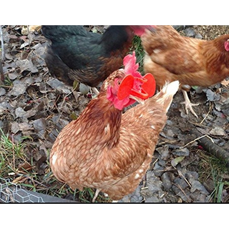 Weilan 50 Pieces Pinless Peepers for Chicken Blinders Pheasant Poultry