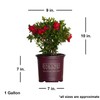 Encore Azalea Autumn Bonfire (1 Gallon) Red Flowering Shrub -