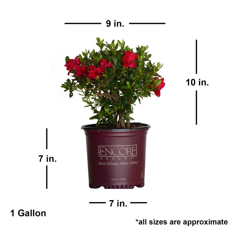 Encore Azalea Autumn Bonfire (1 Gallon) Red Flowering Shrub -