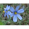 Blue Eye Grass Wild Flower Plants Qty 2 ( Sisyrinchium