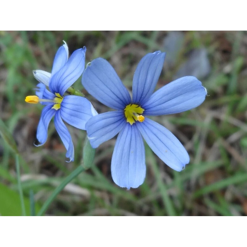 Blue Eye Grass Wild Flower Plants Qty 2 ( Sisyrinchium