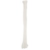 Axis Scientific Radius Bone Model | Left | Cast from